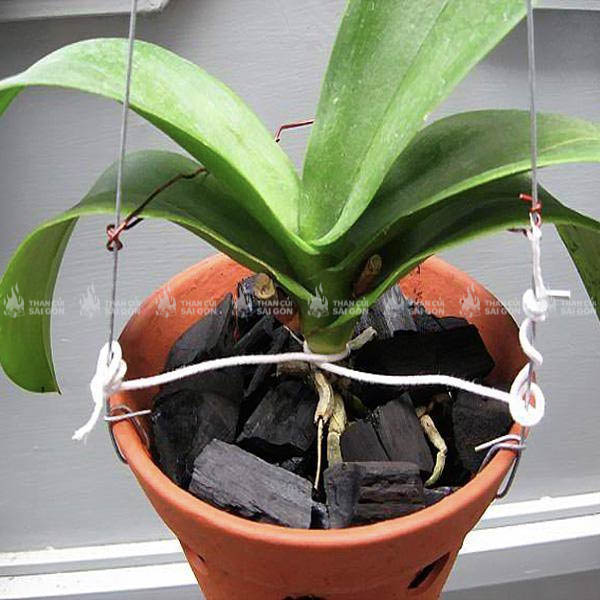 Trồng lan bằng than củi đơn giản, hiệu quả rõ rệt