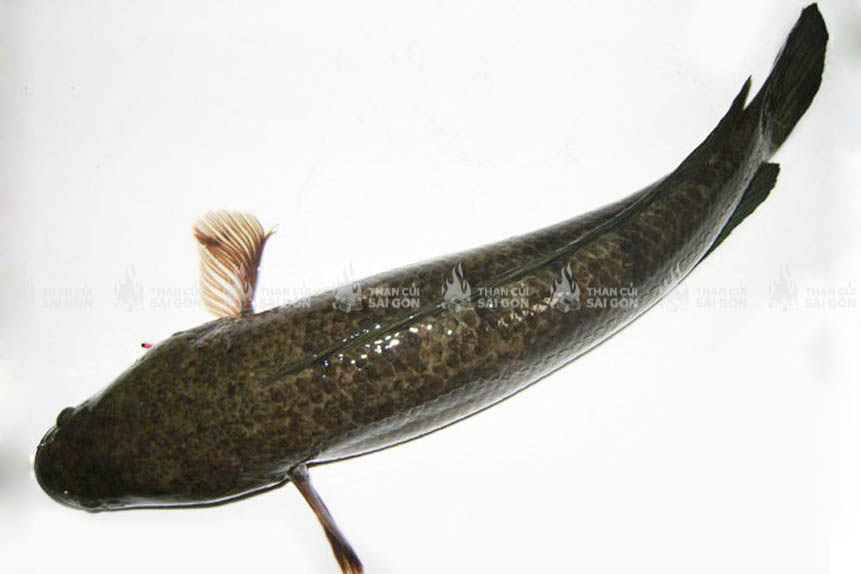 Chuẩn bị và sơ chế cá lóc